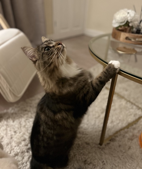 cat standing.jpg