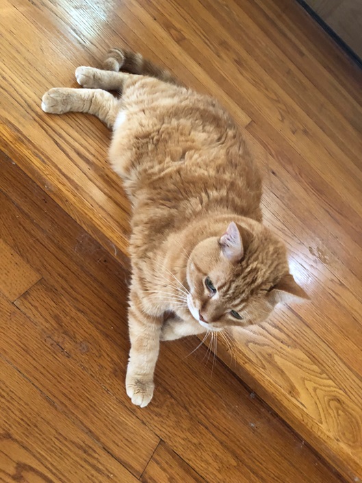 cat step.jpg