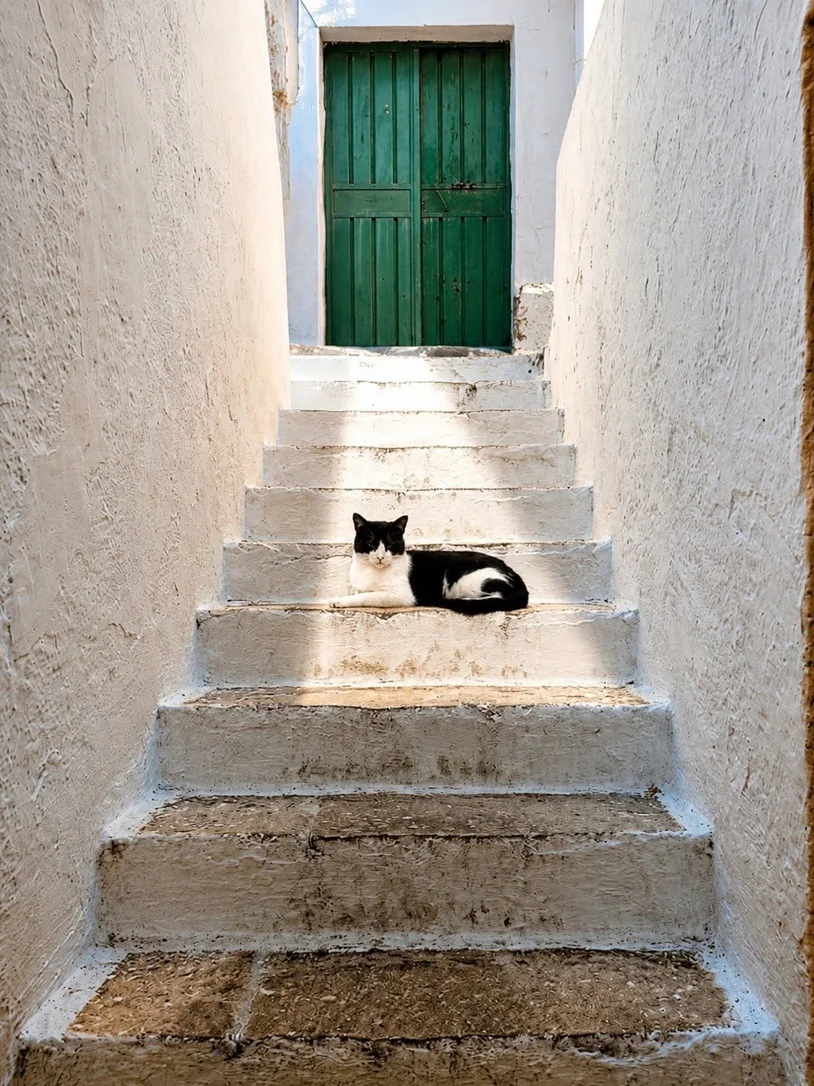 cat steps.webp