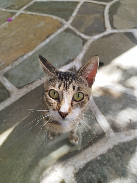 cat stone.jpg