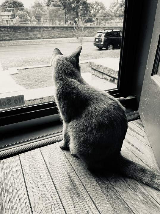cat street.jpg