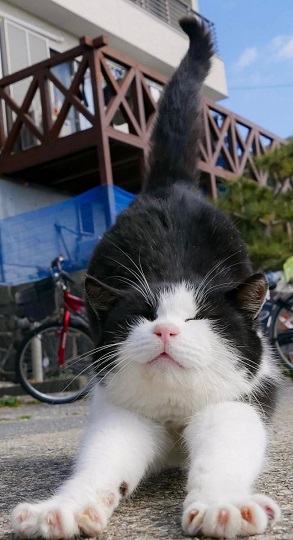 cat stretch.jpg