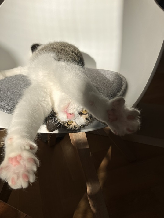 cat stretch.jpg