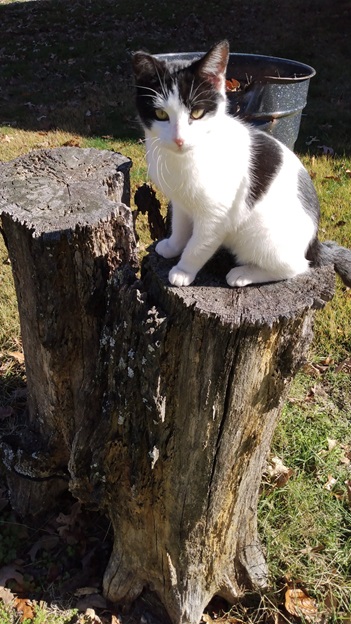 cat stump.jpg