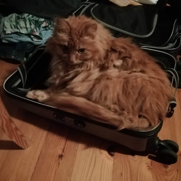 cat suitcase.jpg