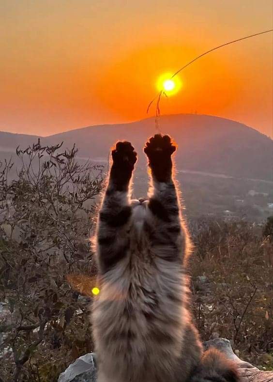 cat sun.jpg