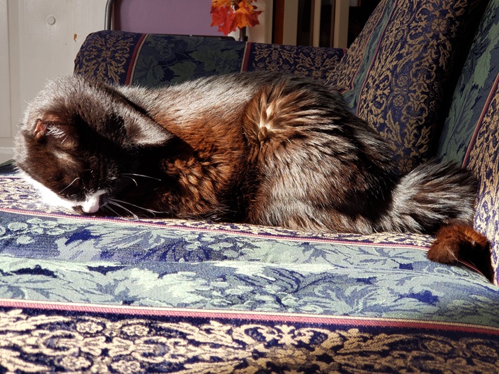 cat sun.jpg