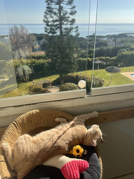 cat sun window.jpg