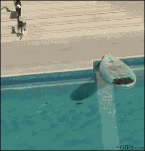 Cat-surfboard-escape.gif
