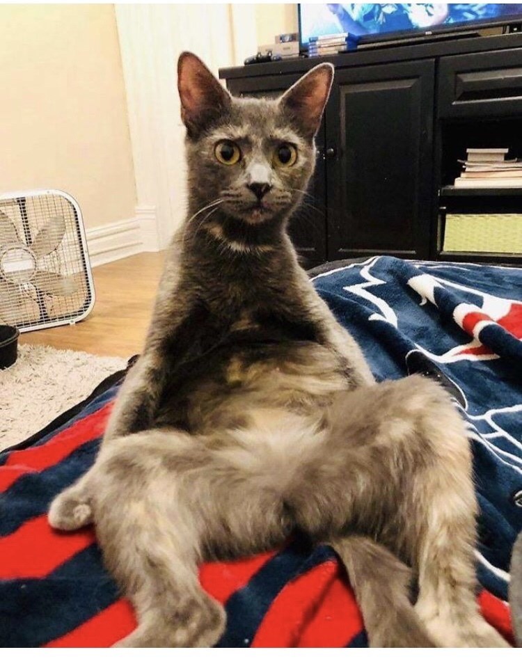cat-t.jpeg
