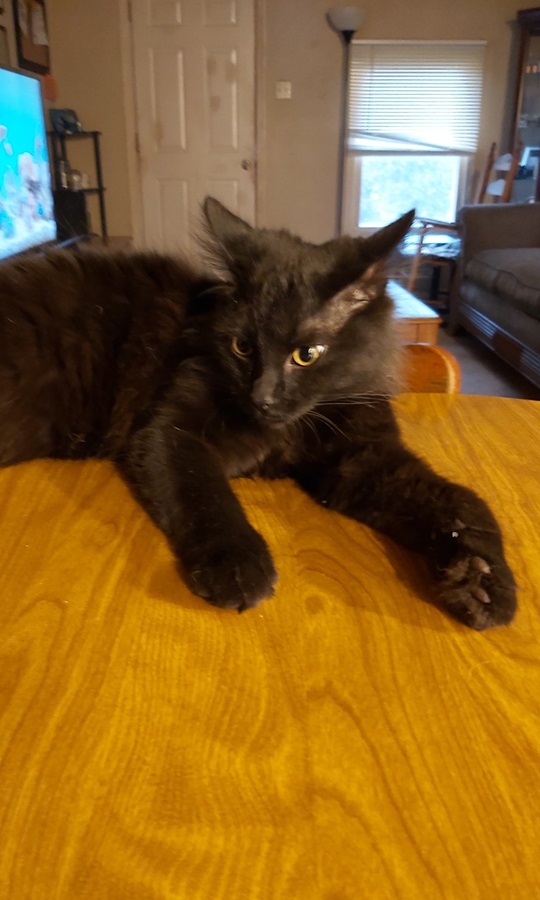 cat table.jpg
