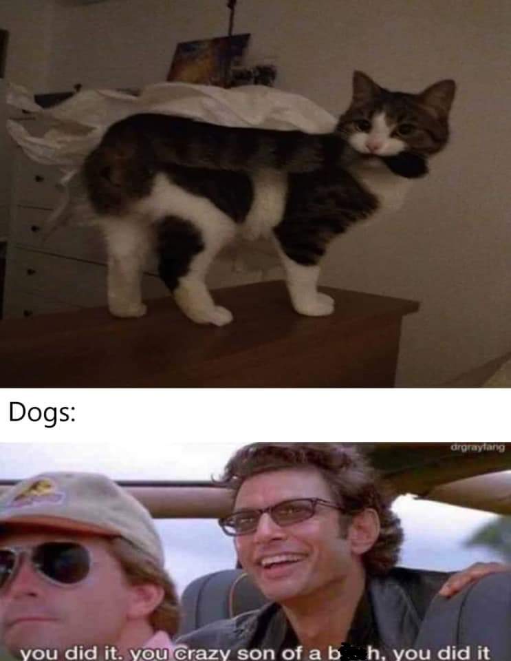cat tail dog.jpg