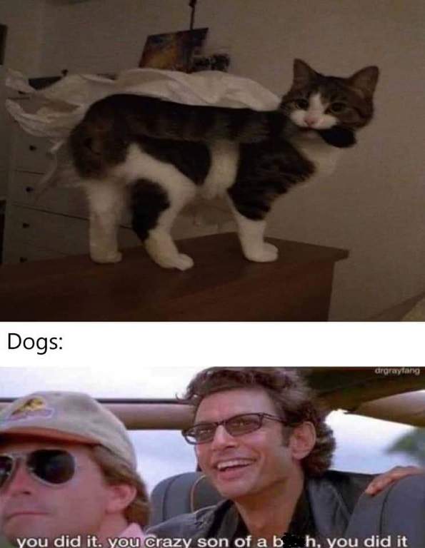 cat tail dog.jpg