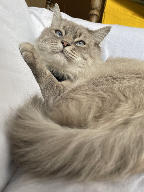 cat tail.jpg