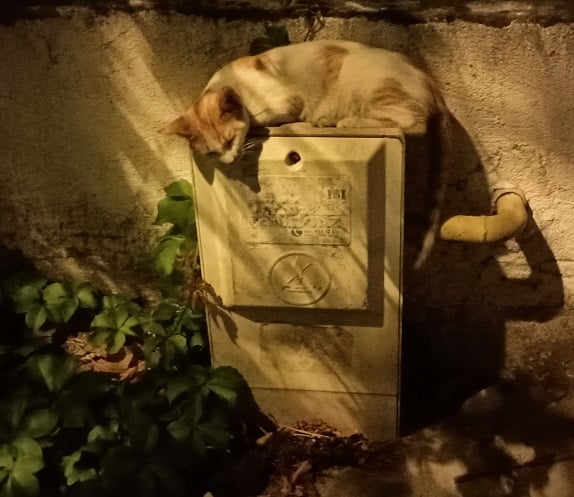 cat tank.jpg