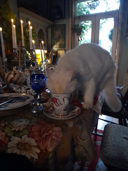cat tea.jpg