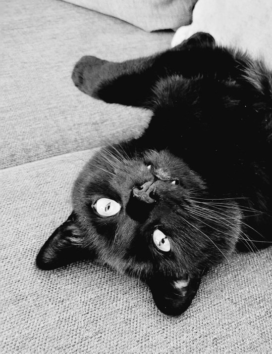 cat teeth.jpg