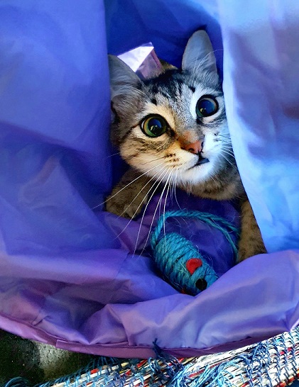 cat tent.jpg
