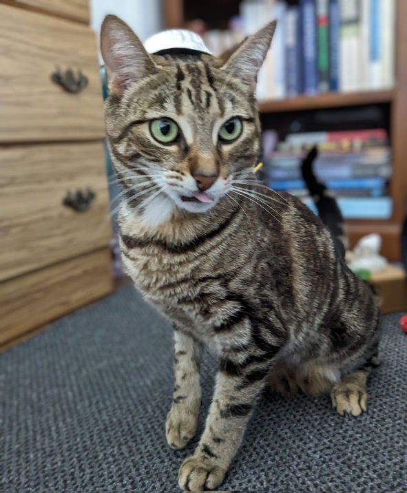 cat tin.jpg