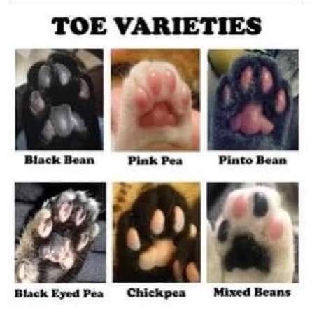 cat toes.jpg
