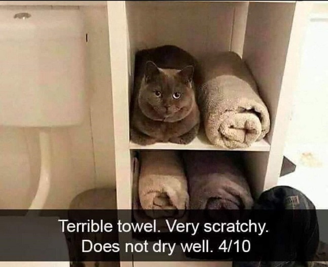 cat towel.jpg