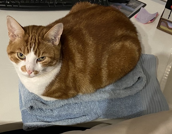 cat towel.jpg