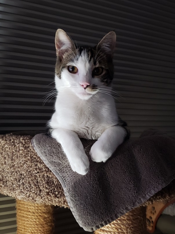 cat towel.jpg