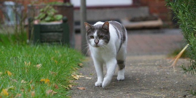 cat trail.jpg