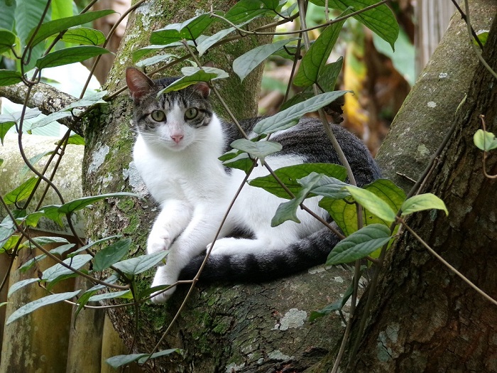 cat tree.jpg