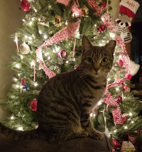 cat tree.jpg