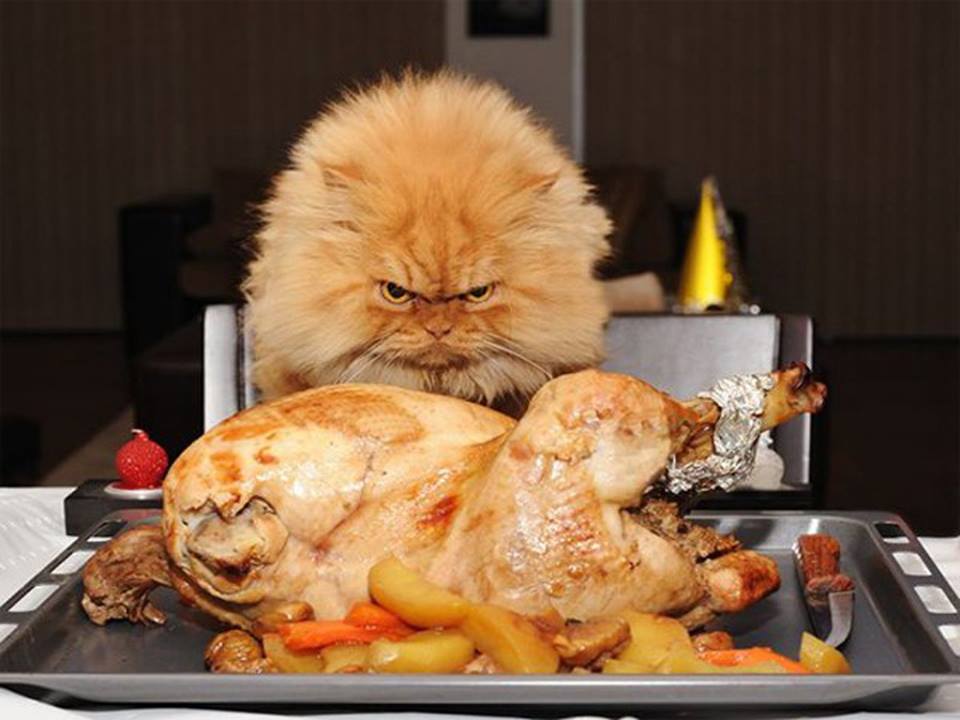 cat turkey.jpg