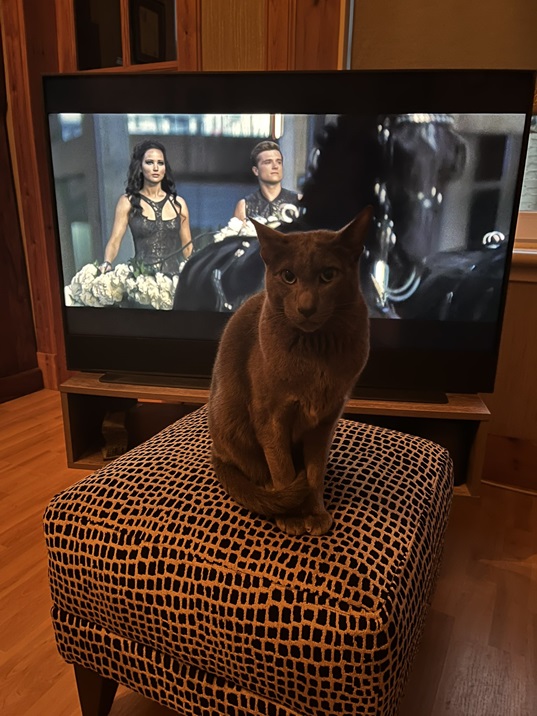cat tv.jpg