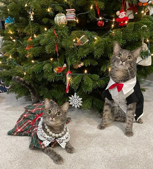 cat twins tree.jpg