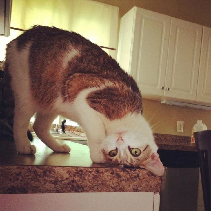 cat ud.png