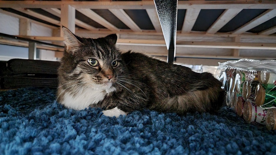 cat under bed.jpg