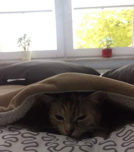 cat under blanket.jpg