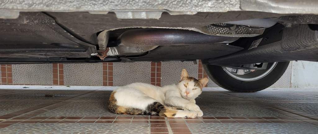 cat under car.jpg