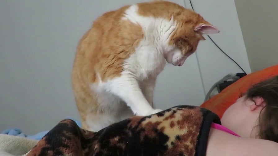 cat wakeup.jpg