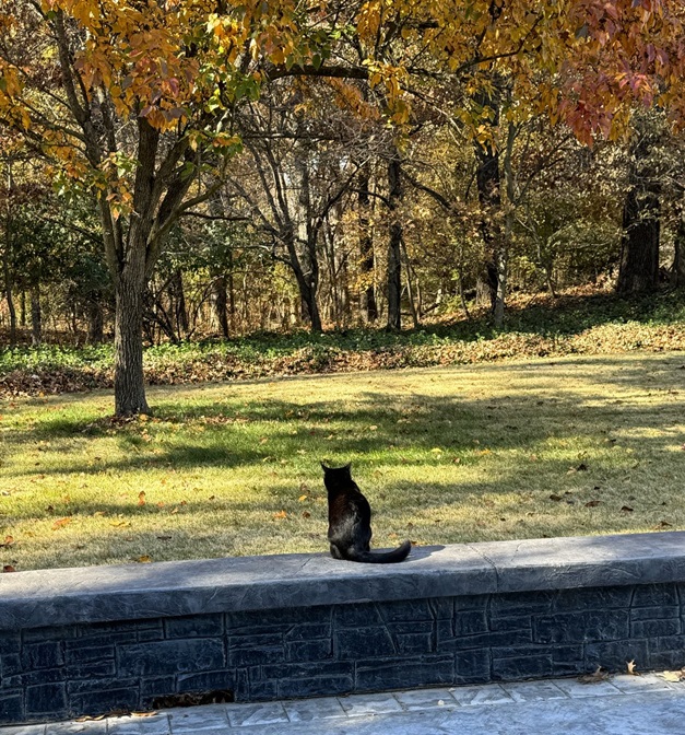 cat wall.jpg