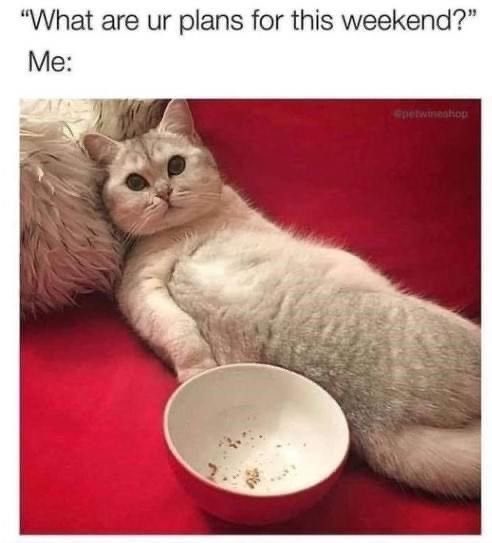 cat weekend.jpg