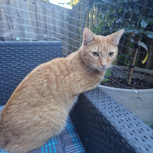 cat wicker 2.jpg