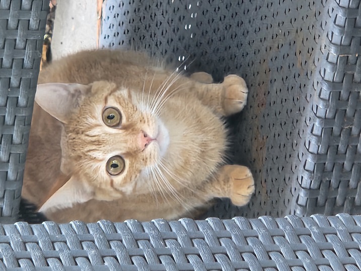 cat wicker.jpg