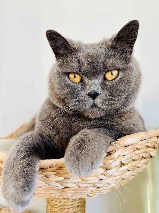cat wicker.jpg