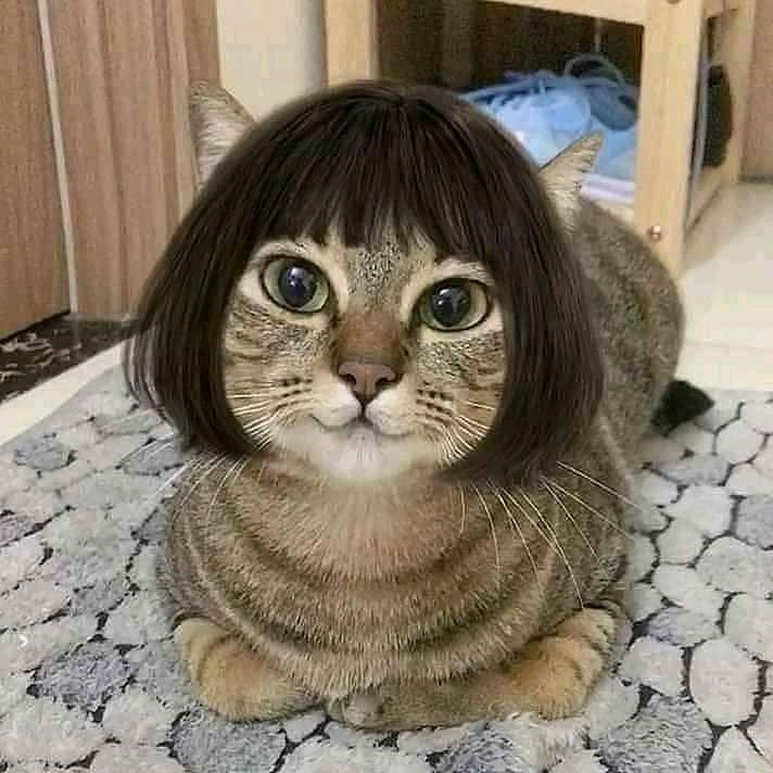 cat wig.jpg