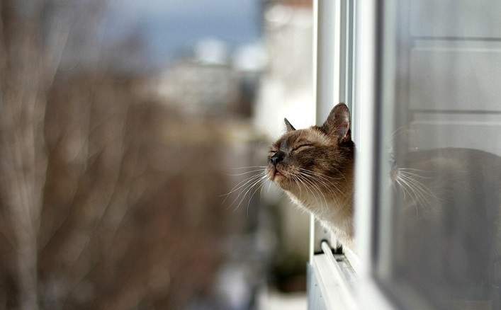 cat window.jpg