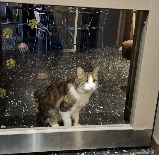 cat window.jpg