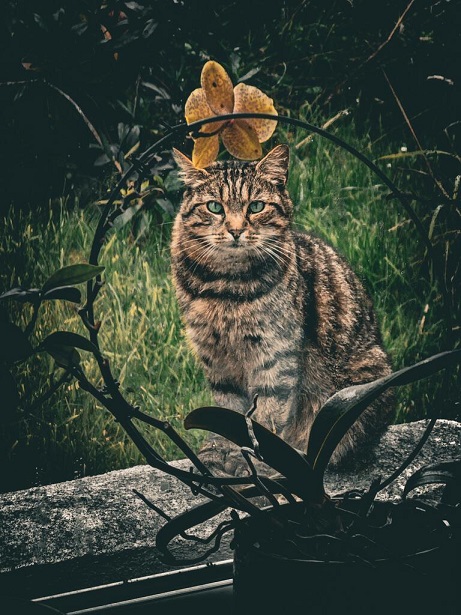 cat window.jpg