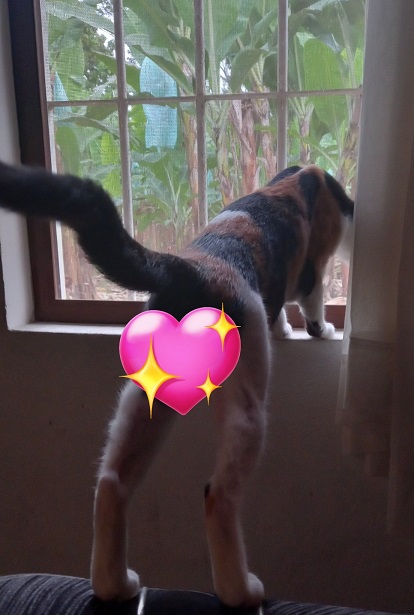 cat window.jpg