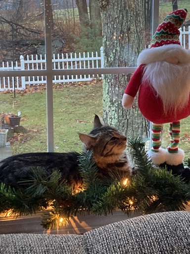 cat window.jpg