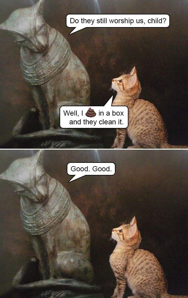 cat-worship.jpg
